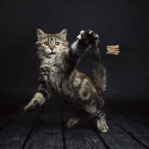 Cat Dancer 101 Interactive Toy