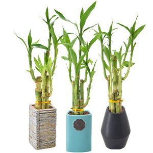 Arcadia Garden 5-Stem Lucky Bamboo